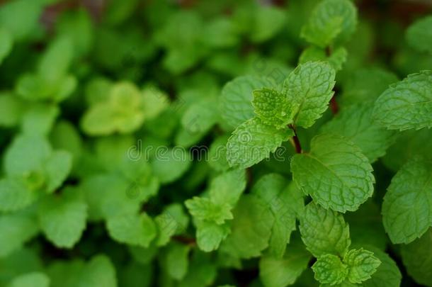 特写镜头影像关于薄荷植物.