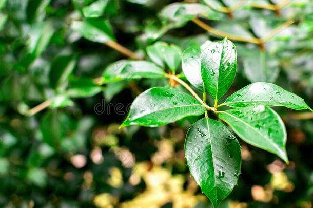 绿色的树枝关于热带的无花果属植物贝加明延令草和湿的密集的树叶一