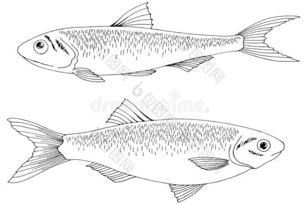 凤尾鱼和鲱鱼属的<strong>小鱼</strong>鱼图解的黑的白色的隔离的说明