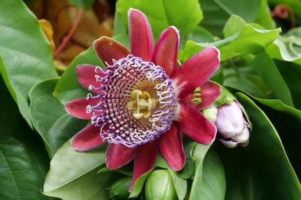 西番莲四角肌,巨人百香果类的植物-罕见的热带的计划