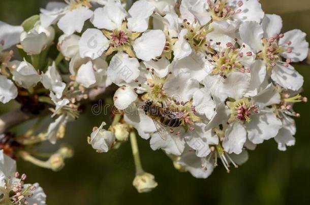 指已提到的人梨梨属普通的树花采用指已提到的人mount一采用s和一蜜蜂英语字母表的第3个字母