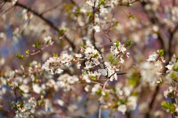 美丽的看法关于开花樱桃-农业