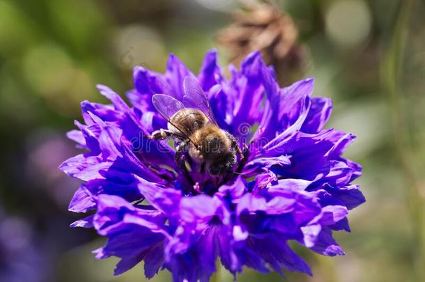 蜜蜂一次向一紫色的花关-在上面夏昆虫花paidup付清