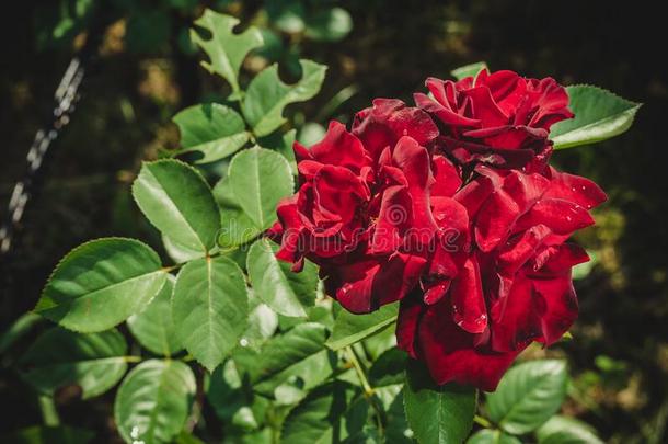 美丽的红色的玫瑰盛开的采用夏花园/玫瑰s花格朗迪