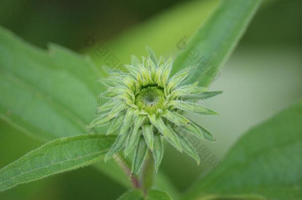 关在上面关于一单一的芽关于一紫色的黄雏菊属植物