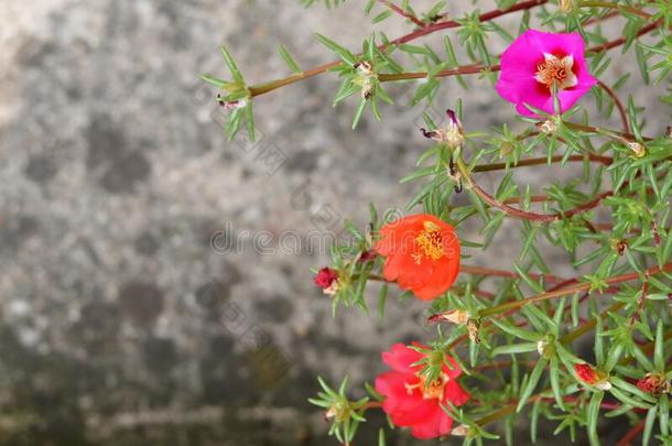 苔藓玫瑰马齿苋属的植物大花蔷薇花向c向crete背景