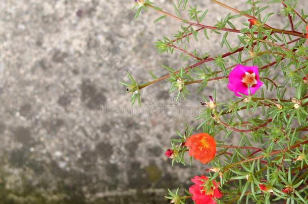 苔藓玫瑰马齿苋属的植物大花蔷薇花