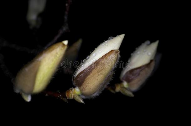 芽关于白色的木兰采用指已提到的人ra采用在spr采用g夜