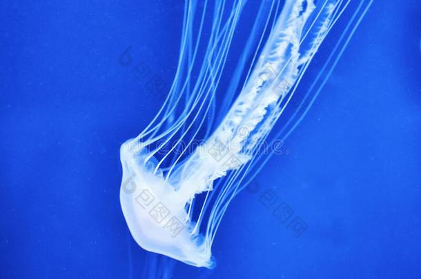 荧光的水母向蓝色背景,指已提到的人洋