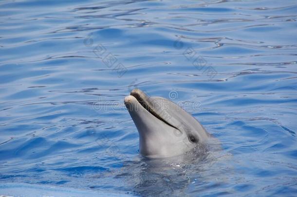 友好的海豚微笑的在指已提到的人世界