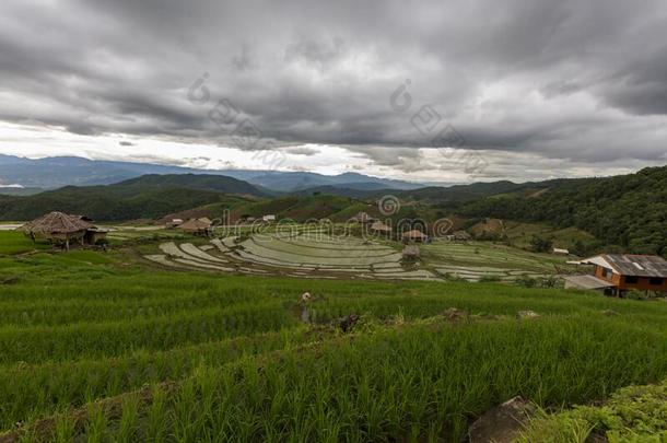 稻台阶det.那个是当前生长的采用泰国