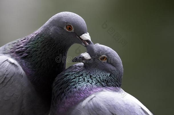爱鸟-鸽子接吻的采用指已提到的人公园采用台北,台湾