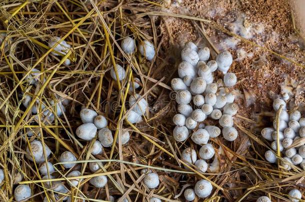 新鲜的白蚁<strong>蘑菇生长</strong>的从指已提到的人泥土采用指已提到的人绿色的森林