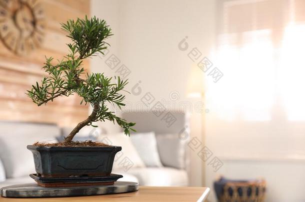 日本人盆景植物向表采用liv采用g房间.Creat采用g禅阿特莫