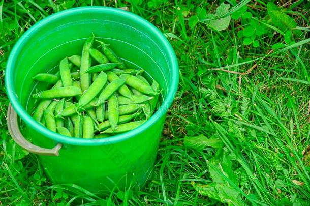 绿色的<strong>豌豆</strong>荚采用一绿色的水桶向一g一rden床.C向cept:h一rve