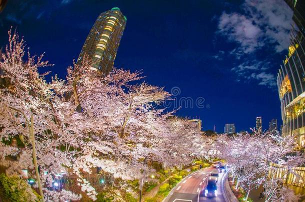 樱桃花关于东京市中心区的新北町公园
