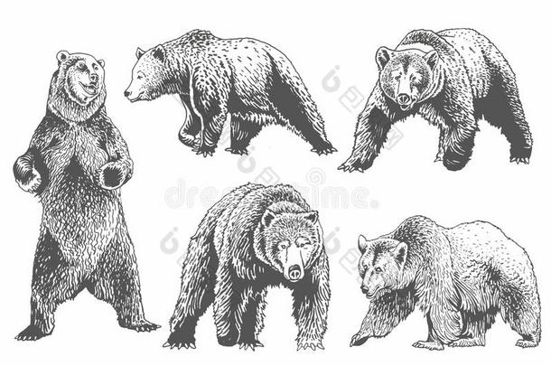 绘成图画似的灰色的灰白头发的熊放置隔离的向白色的,矢量图解