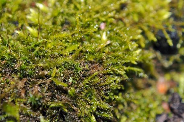 绿色的森林苔藓,春季一天,宏指令摄影.
