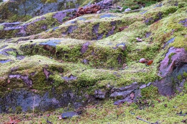 举步岩石大量的采用苔藓,为拍照采用指已提到的人植物学的garden花园