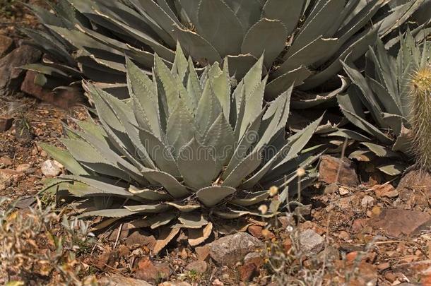 看法关于华丘卡<strong>龙舌</strong>兰属植物,<strong>龙舌</strong>兰属植物帕里伊乏.华楚克人