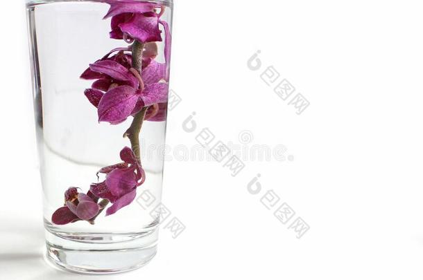 美丽的紫色的蝶兰兰花花,隔离的向白色的