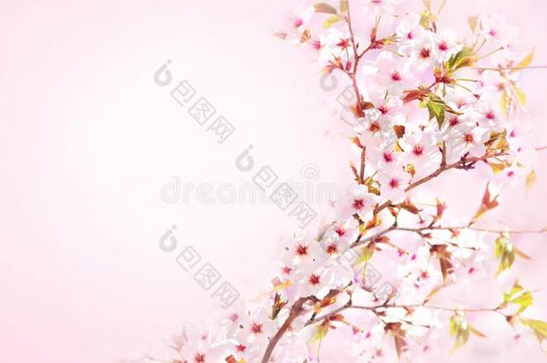 春季樱桃花,春季粉红色的花花,彩色粉笔和