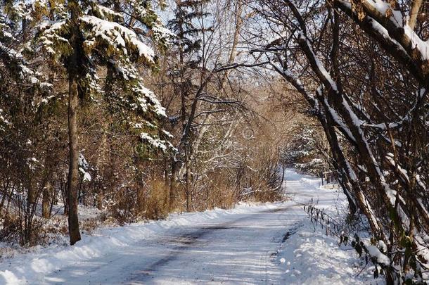 雪大量的小路采用十一月采用埃德蒙顿艾伯塔