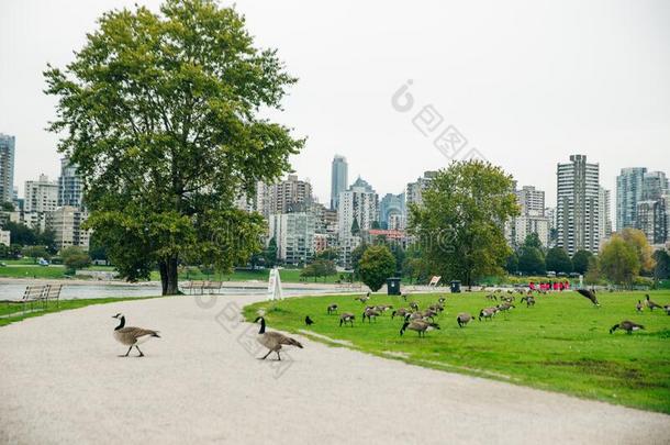 加拿大goose的复数形式吃从指已提到的人草采用和谐社区公园采用