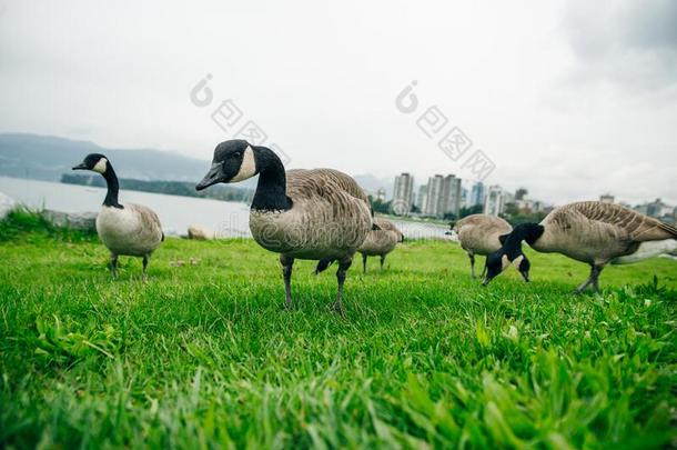 加拿大goose的复数形式吃从指已提到的人草采用和谐社区公园采用