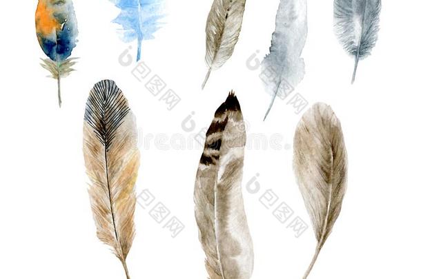 羽毛水彩放置关于描画的羽毛