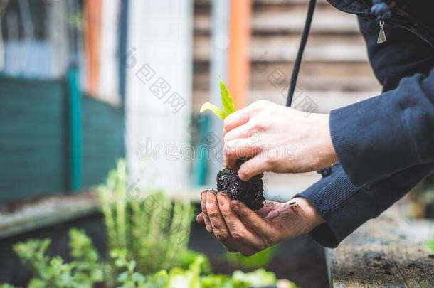 都市的园艺:女人是（be的三单形式种植新鲜的蔬菜和草本植物向