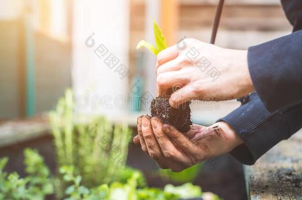 都市的园艺:女人是（be的三单形式种植新鲜的蔬菜和草本植物向