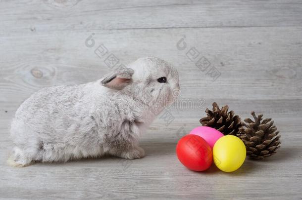 幸福的复活节一天.一小的兔子是（be的三单形式感兴趣的采用复活节卵.