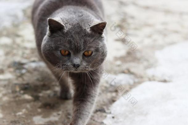一灰色的不列颠的猫和黄色的眼睛坐向一木制的地面