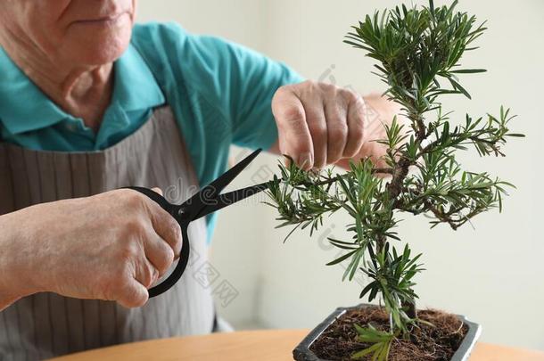 较高的男人迷人的关心关于日本人盆景植物,特写镜头.克拉蒂