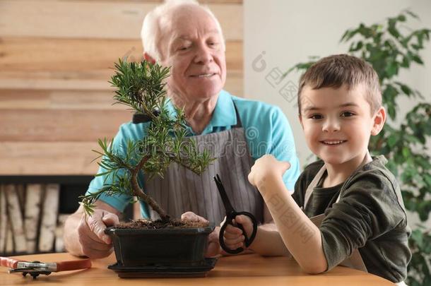 较高的男人和孙子迷人的关心关于日本人盆景植物采用