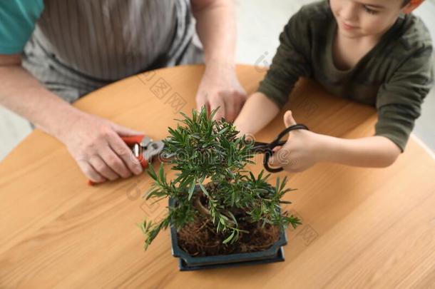 较高的男人和孙子迷人的关心关于日本人盆景植物采用