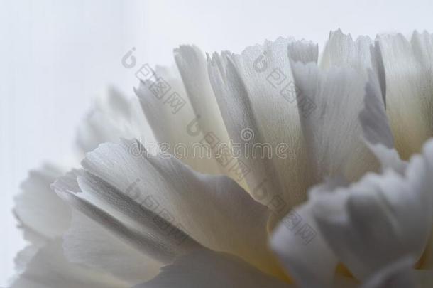 详细资料和手感关于白色的花花瓣,白色的康乃馨,diameter直径