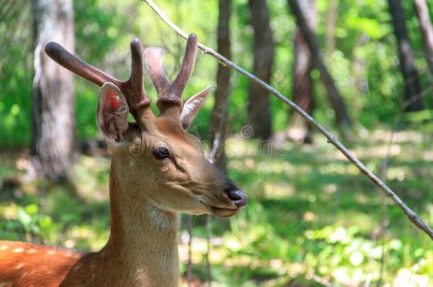 年幼的梅花鹿鹿鹿属日本采用指已提到的人spr采用g森林