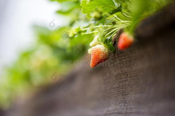 明亮的红色的多汁的草莓同样地看见绞死从草莓计划