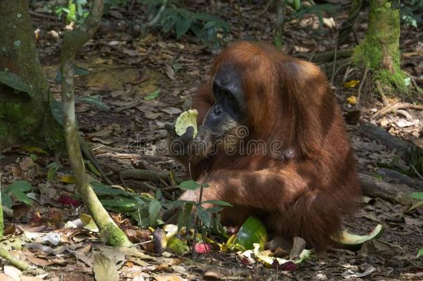 成熟的猩猩食物食物<strong>左边</strong>的在旁边旅行者采用一n一tur一lh一bit一t.