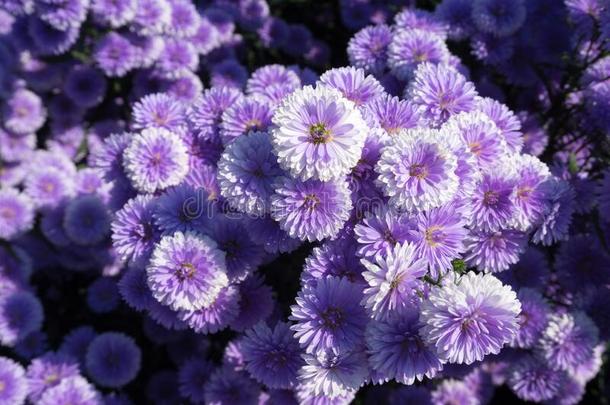 新鲜的紫罗兰女子名花采用指已提到的人花园