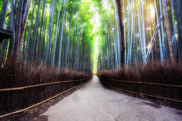 阿拉山山竹子森林著名的位京都黑色亮漆