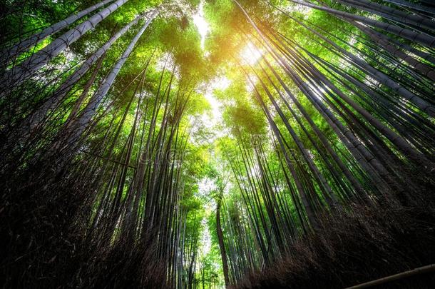 阿拉<strong>山山竹子</strong>森林著名的位京都黑色亮漆