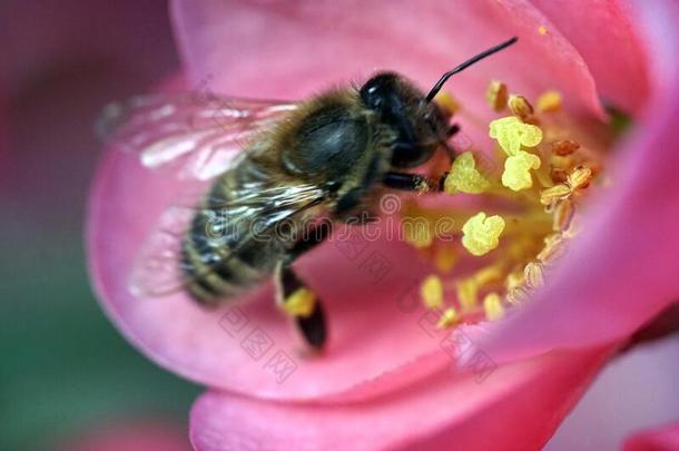 蜜蜂收集花蜜从一红色的花和黄色的花粉管
