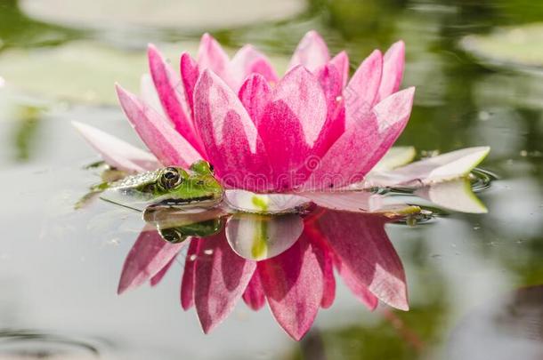 绿色的青蛙一次采用一p采用k百合花/一池塘和一青蛙一nd一流动