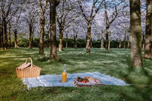 野餐郊游毛毯和盛开的樱桃花树采用阿姆斯特丹英语字母表的第14个字母