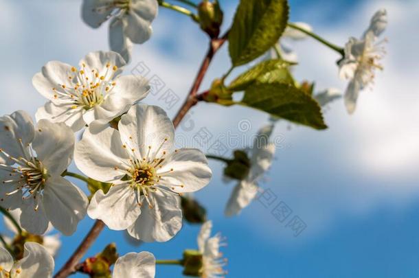 树枝和盛开的白色的花,樱桃花,反对指已提到的人