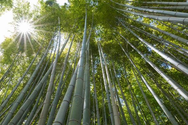 从云隙射下的阳光通过阿拉山山竹子小树林黑色亮漆