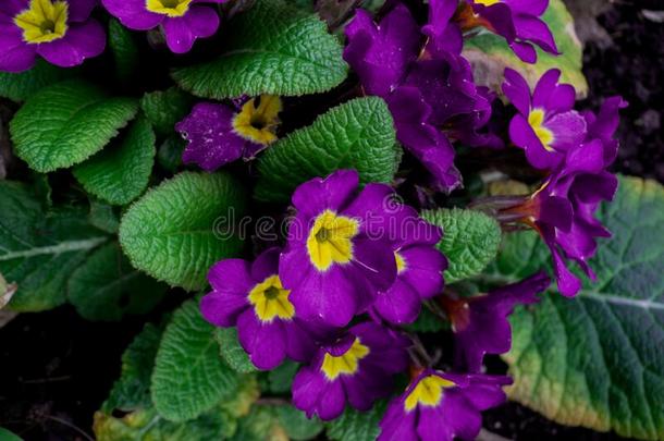 Â 美丽的,春季关于紫癜和黄色的花